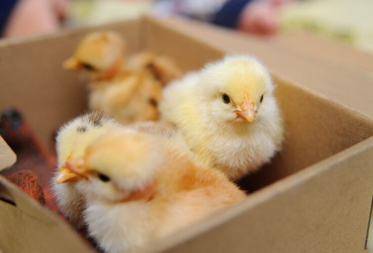 Tough GRIT Episode 16: Don’t Count Your Chickens